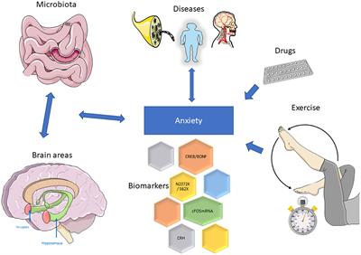 Editorial: Neuroplasticity in cognitive and psychological mechanisms of anxiety